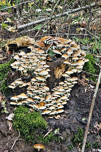 HeuZol (41)